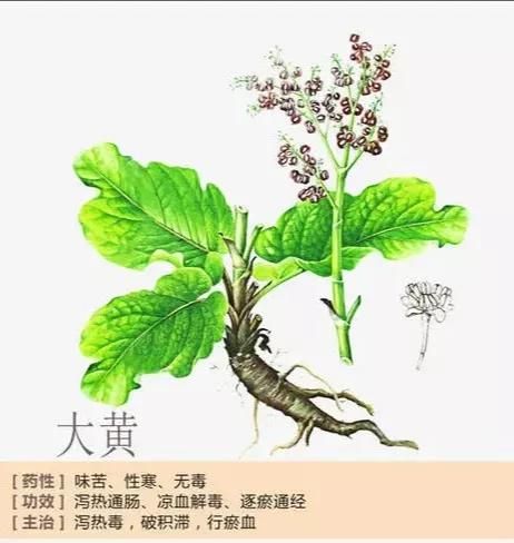 中藥：“大黃”的現(xiàn)代應用