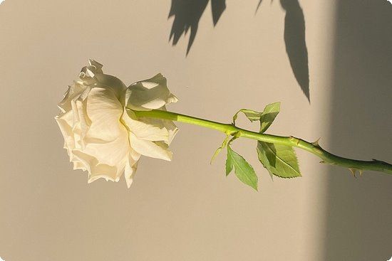 韓國最熱門幾款減肥食譜周瘦9斤