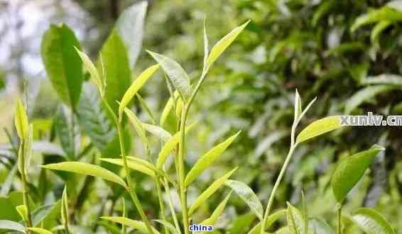 普洱茶的茶葉提取物：用途、功效與健益處