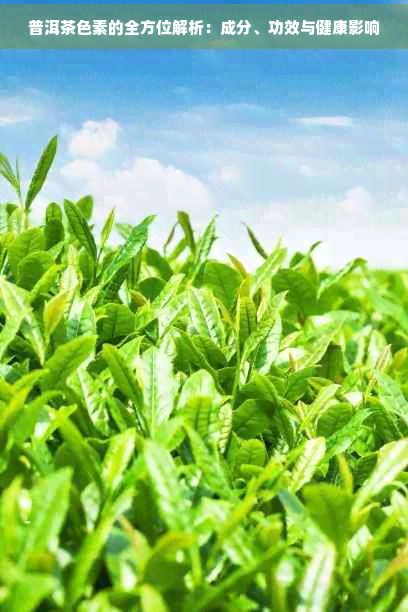 普洱茶色素的全方位解析：成分、功效與健康影響