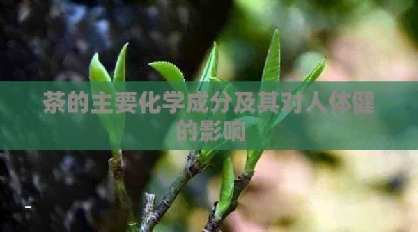 茶的主要化學成分及其對人體健的影響