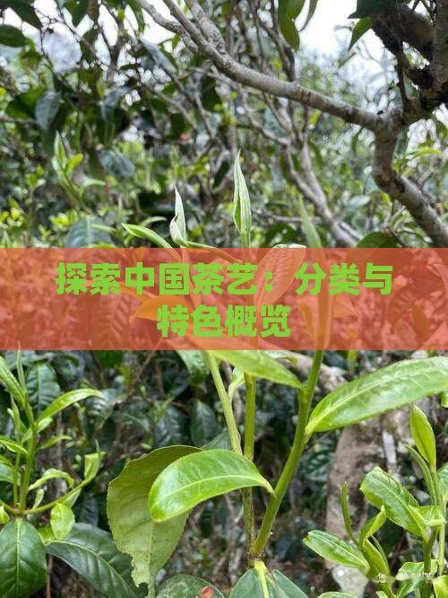 探索中國(guó)茶藝：分類(lèi)與特色概覽