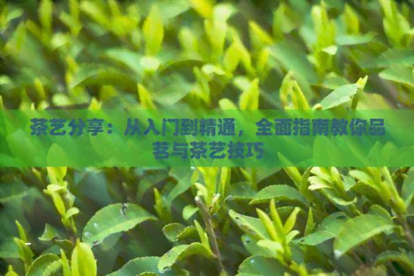 茶藝分享：從入門到精通，全面指南教你品茗與茶藝技巧