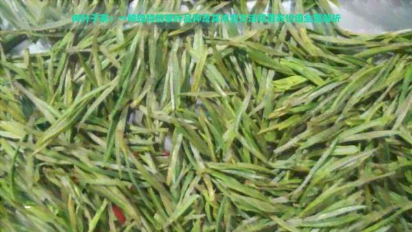 樹(shù)葉子茶：一種獨(dú)特的茶葉品種及其沖泡方法和營(yíng)養(yǎng)價(jià)值全面解析
