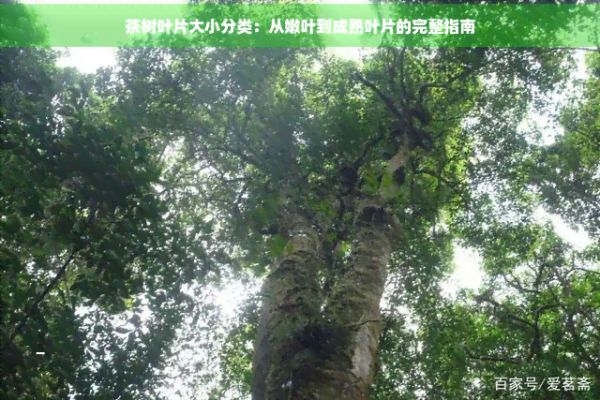 茶樹葉片大小分類：從嫩葉到成熟葉片的完整指南
