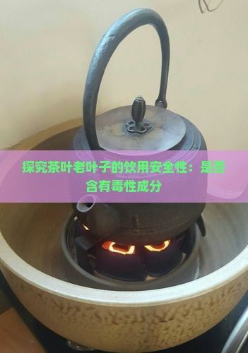 探究茶葉老葉子的飲用安全性：是否含有性成分