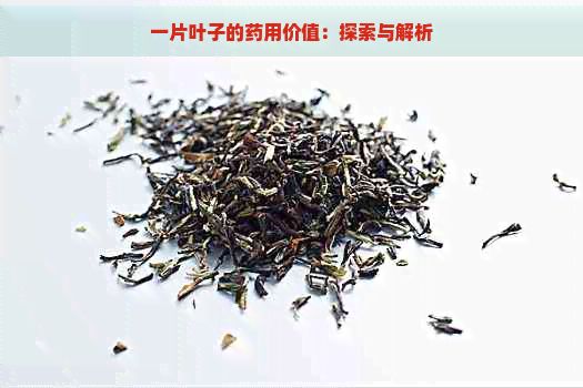 一片叶子的药用价值：探索与解析