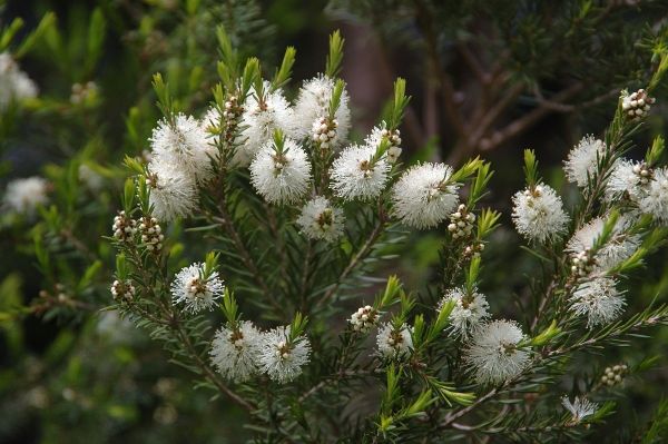 árbol de té de hoja estrecha con sus flores blancas características
