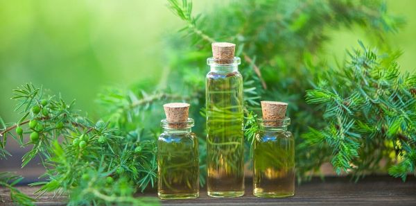 Tres frascos con aceite esencial de árbol de té sobre fondo con hojas de la misma planta