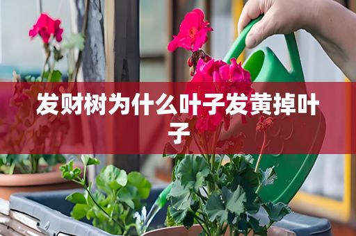 發(fā)財樹為什么葉子發(fā)黃掉葉子