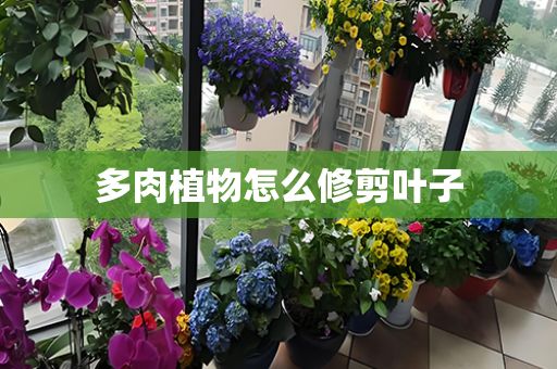 多肉植物怎么修剪葉子
