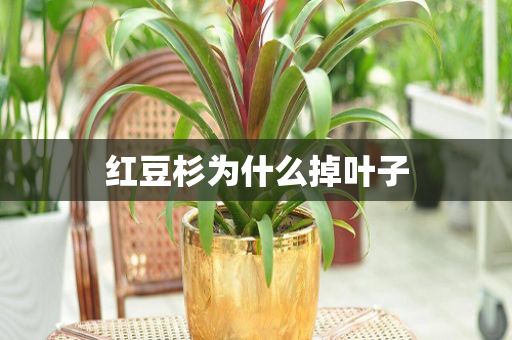 红豆杉为什么掉叶子