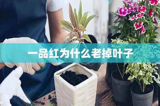 一品红为什么老掉叶子