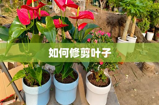 如何修剪葉子