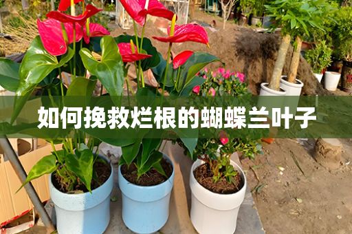 如何挽救烂根的蝴蝶兰叶子