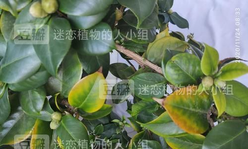 如何拯救卷曲干枯的山茶花葉子（教你解決山茶花葉子卷曲干枯問題，讓它重新煥發(fā)生機(jī)）