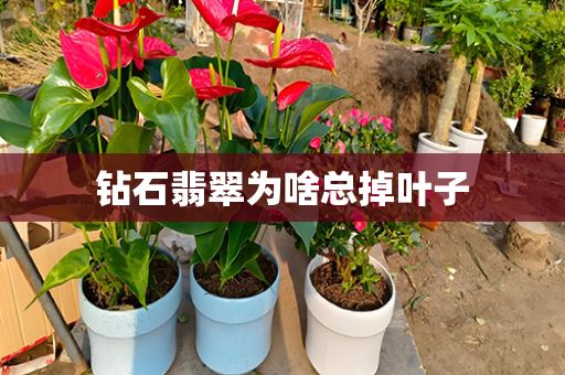鉆石翡翠為啥總掉葉子