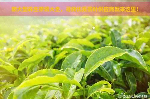 新大型養(yǎng)生茶場(chǎng)大全，尋找優(yōu)質(zhì)茶葉供應(yīng)商就來這里！