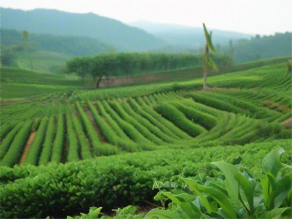 茶葉貿(mào)易史：全球茶業(yè)交流的橋梁