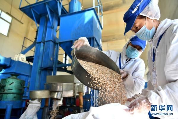 西藏洛隆：青稞深加工促增收