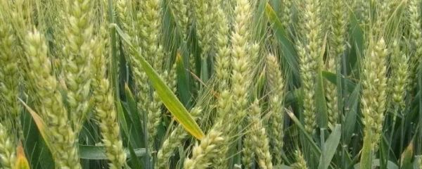 小麦与青稞有何不同，从麦芒、穗数和穗子形态特征上进行区分