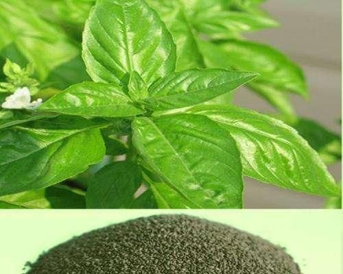 羅勒的功效與作用有哪些？（探究羅勒的藥用價值及其對健康的積極影響）