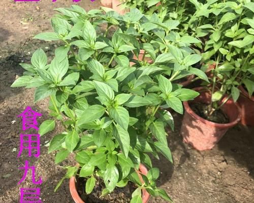 羅勒花，不只是一種香料植物（探尋羅勒花的食用價(jià)值和健康功效）