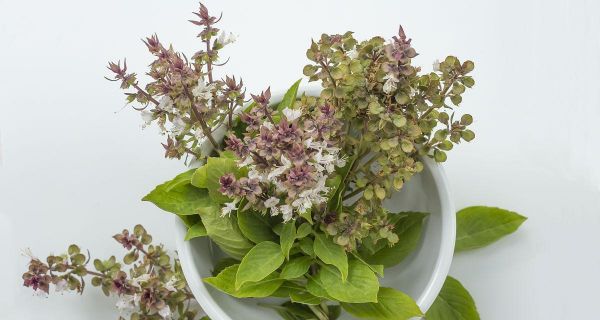 羅勒花，不只是一種香料植物（探尋羅勒花的食用價(jià)值和健康功效）