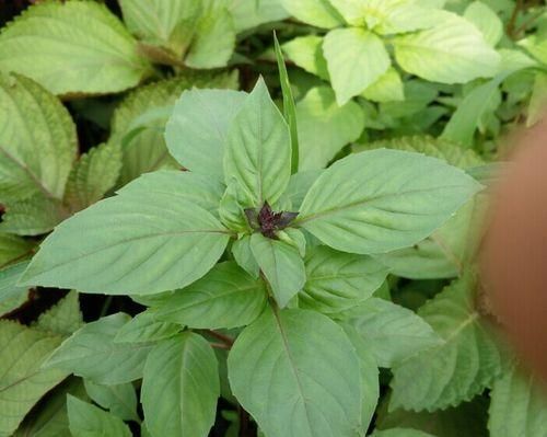 羅勒花，不只是一種香料植物（探尋羅勒花的食用價(jià)值和健康功效）