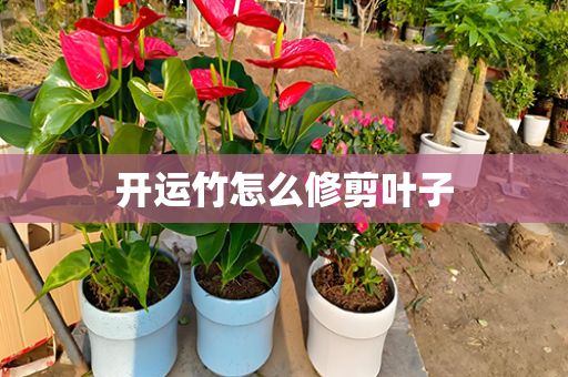 開運竹怎么修剪葉子