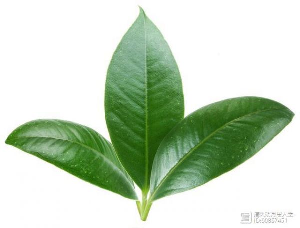 這一片片小小的樹葉中，蘊(yùn)含著大大的乾坤，茶葉內(nèi)含物質(zhì)的秘密