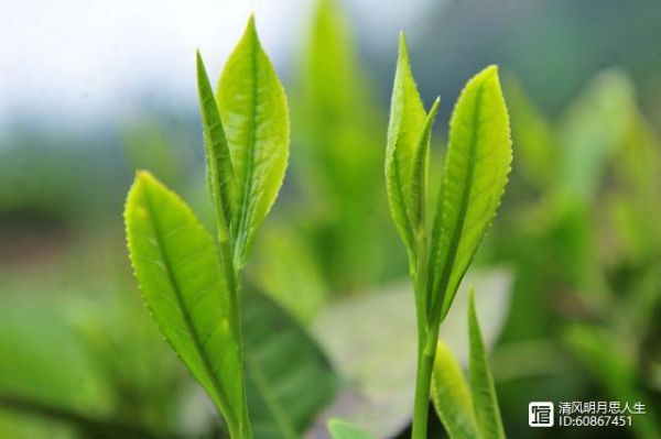 這一片片小小的樹葉中，蘊(yùn)含著大大的乾坤，茶葉內(nèi)含物質(zhì)的秘密
