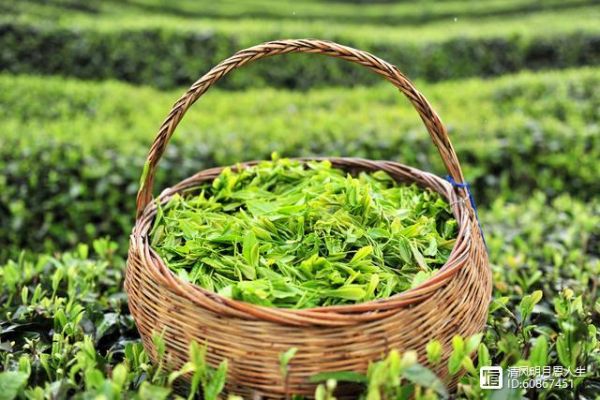 這一片片小小的樹葉中，蘊(yùn)含著大大的乾坤，茶葉內(nèi)含物質(zhì)的秘密