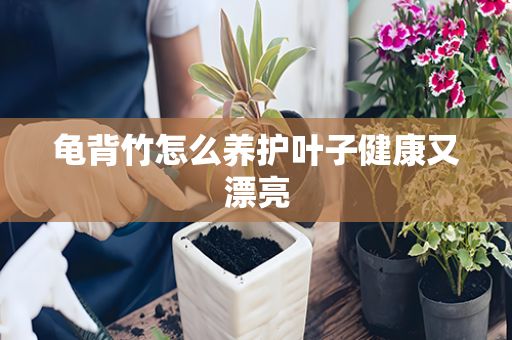 龜背竹怎么養(yǎng)護(hù)葉子健康又漂亮