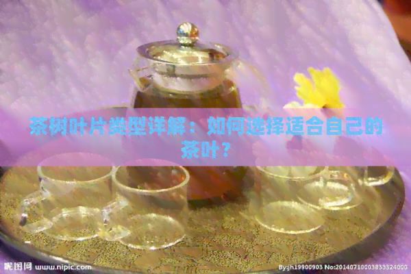 茶樹葉片類型詳解：如何選擇適合自己的茶葉？