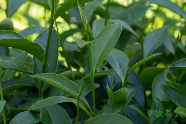茶樹葉片四大基本特征，茶樹葉有什么特征(茶葉基本特點)