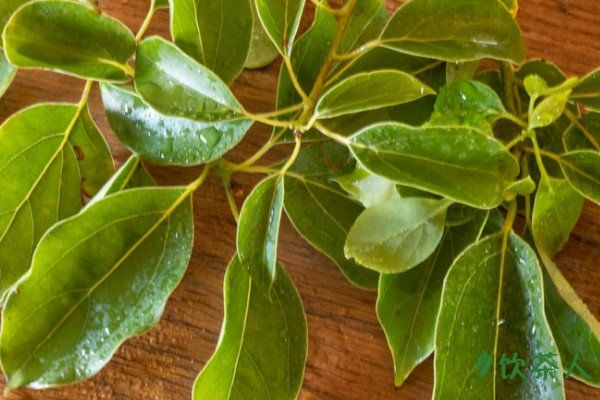 茶樹葉片四大基本特征，茶樹葉有什么特征(茶葉基本特點)