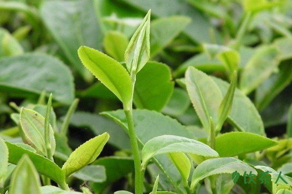 茶樹葉片四大基本特征，茶樹葉有什么特征(茶葉基本特點)