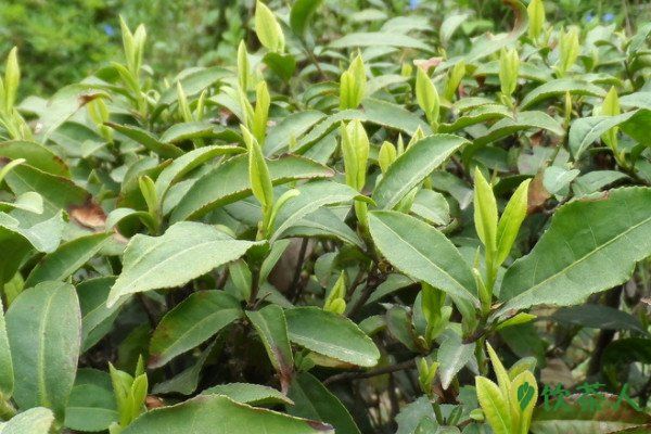 茶樹葉片四大基本特征，茶樹葉有什么特征(茶葉基本特點)