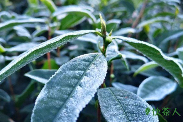 茶樹葉片四大基本特征，茶樹葉有什么特征(茶葉基本特點)