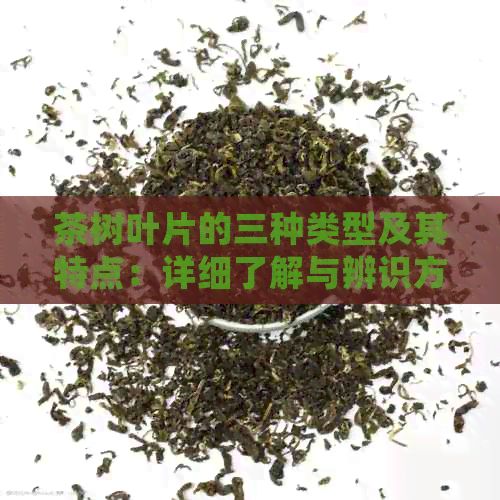 茶树叶片的三种类型及其特点：详细了解与辨识方法