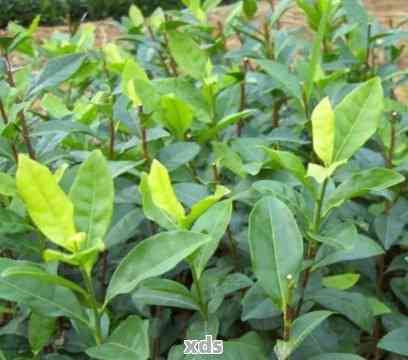 茶樹的葉子是制成茶葉的嗎