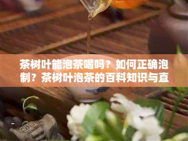 茶樹葉能泡茶喝嗎？如何正確泡制？茶樹葉泡茶的百科知識(shí)與直接飲用的可行性