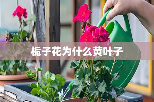 梔子花為什么黃葉子