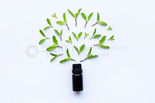 用新鮮的圣羅勒葉裝在玻璃瓶中的圣羅勒精油