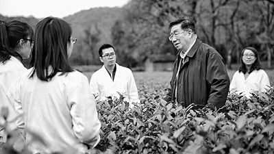 “茶院士”陳宗懋：一片葉子也關(guān)情