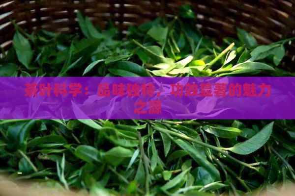 茶葉科學(xué)：品味獨(dú)特，功效顯著的魅力之源