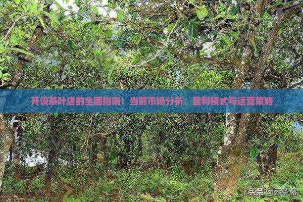 开设茶叶店的全面指南：当前市场分析、盈利模式与运营策略