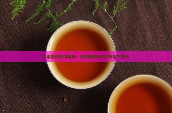 探索普洱茶中精華：高效提取茶多酚與香氣成分