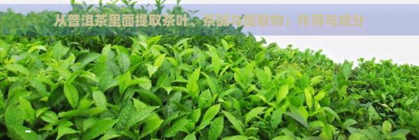 從普洱茶里面提取茶葉、茶堿與提取物：作用與成分
